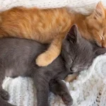 En Az Tüy Döken Kedi Cinsleri