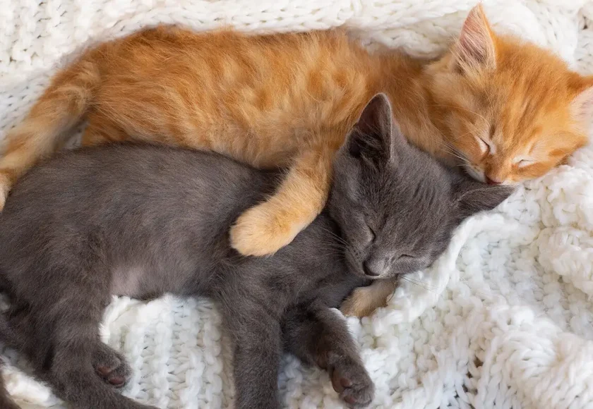 En Az Tüy Döken Kedi Cinsleri
