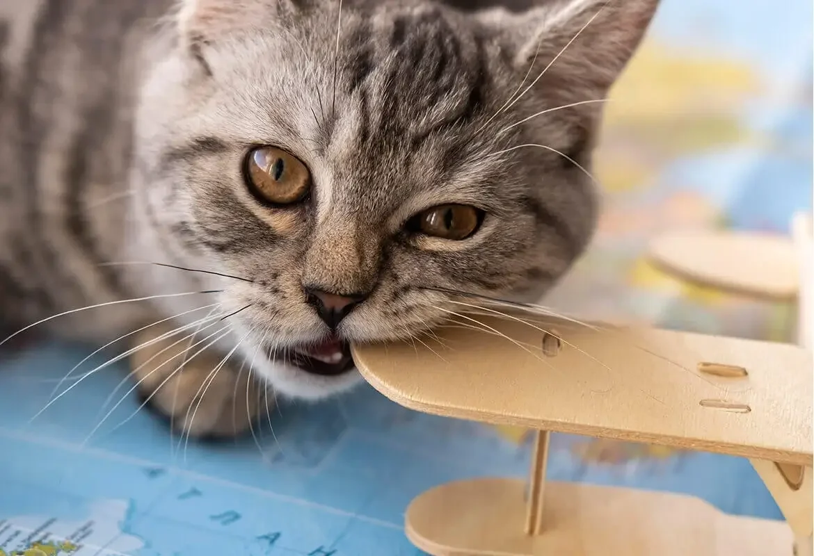 Kediler Neden Kusar? Nasıl Müdahale Edilmeli?