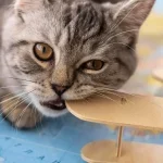 Kediler Neden Kusar? Nasıl Müdahale Edilmeli?