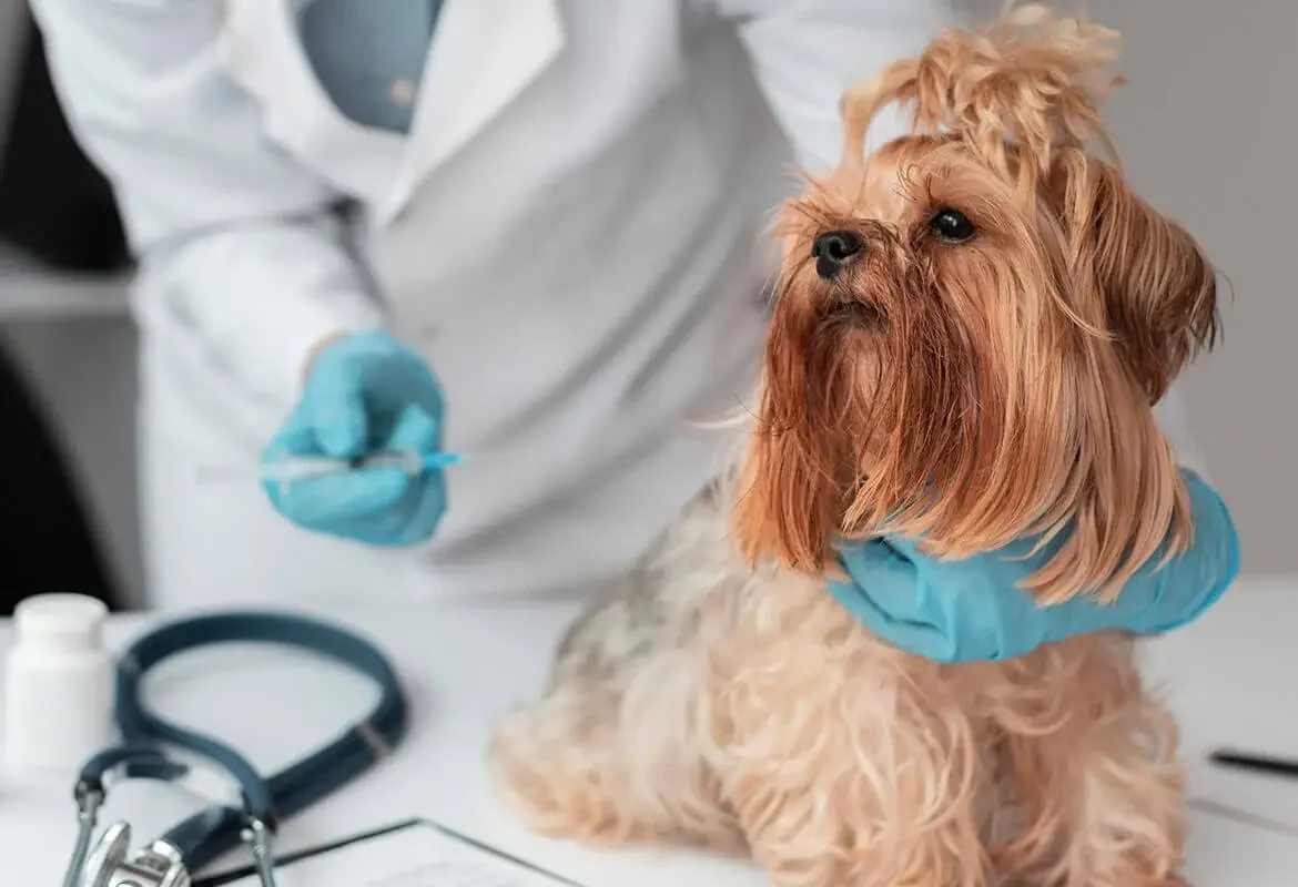 A'dan Z'ye Köpek Kısırlaştırma Rehberi