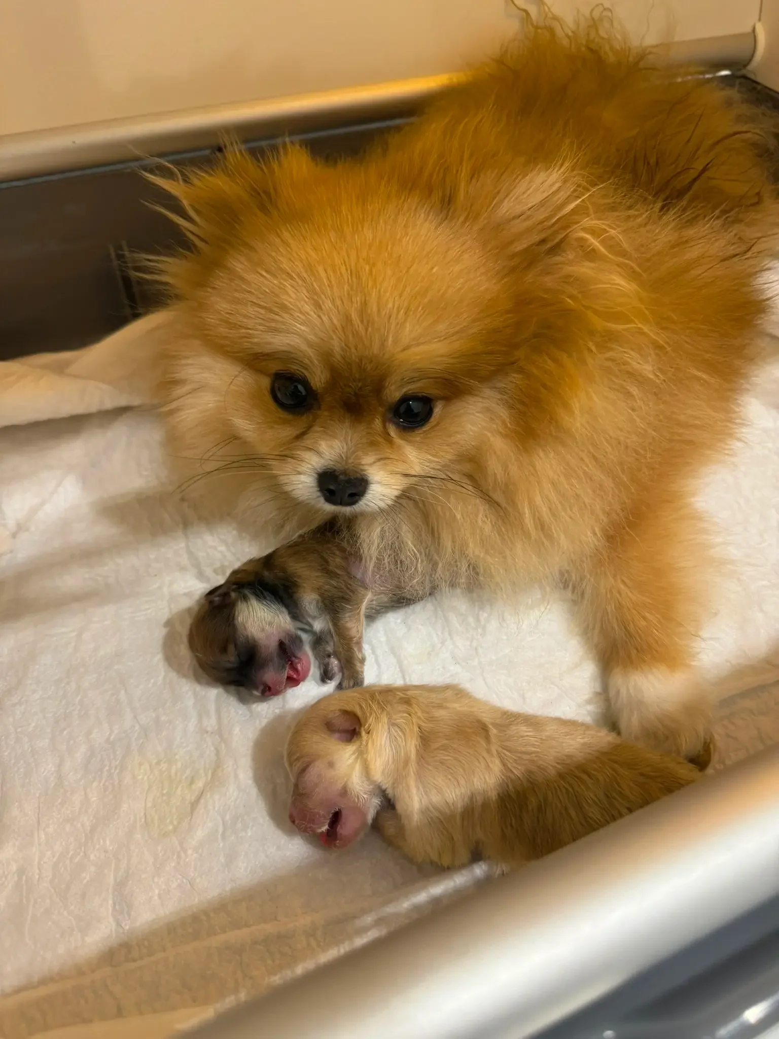 Masal Veteriner Polikliniği